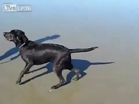 Собака явно напилась морской воды