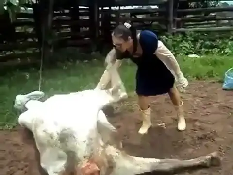 Не буди корову!