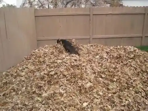 Собака наслаждается приходом осени