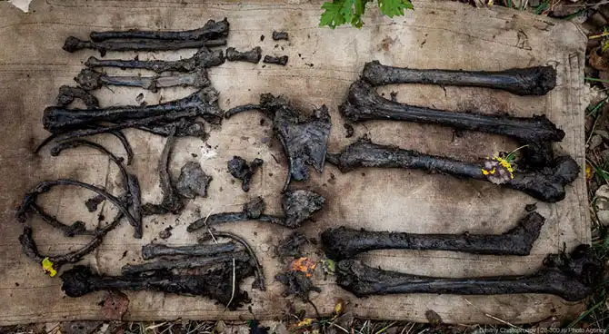 Поисковые работы останков советских солдат