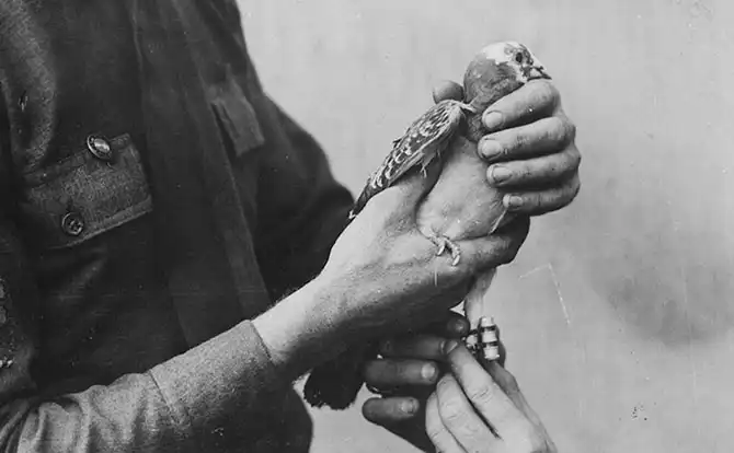 10 самых известных животных в истории и чем они знамениты