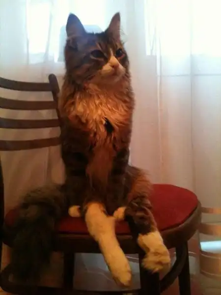 Эти забавные животные