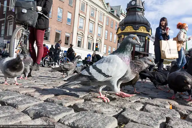 По разные стороны... Копенгаген