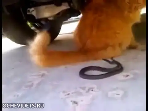 Кот играет со змеёй!