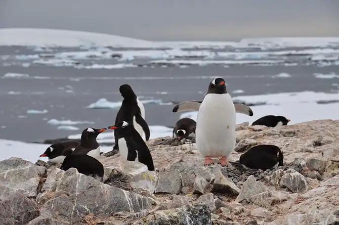Путешествие в Антарктиду