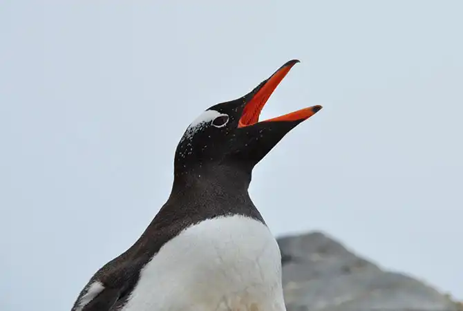 Путешествие в Антарктиду