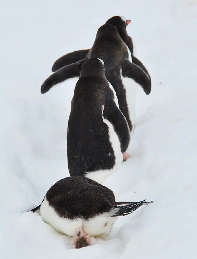 Путешествие в Антарктиду