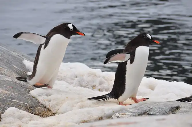 Путешествие в Антарктиду