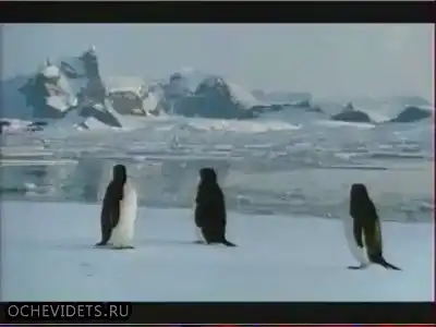 Пингвины научились летать!!!