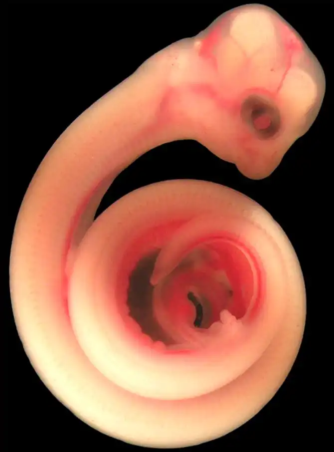 Нерожденные животные