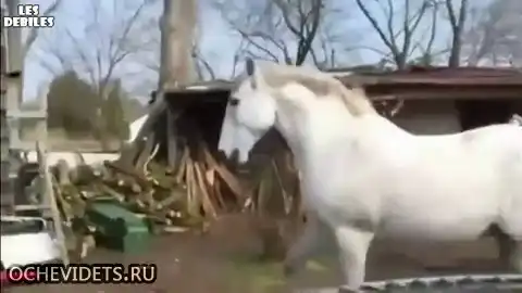 Блондиночка и лошадь...