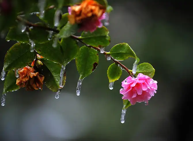 Снегопады и ледяные дожди на юге США