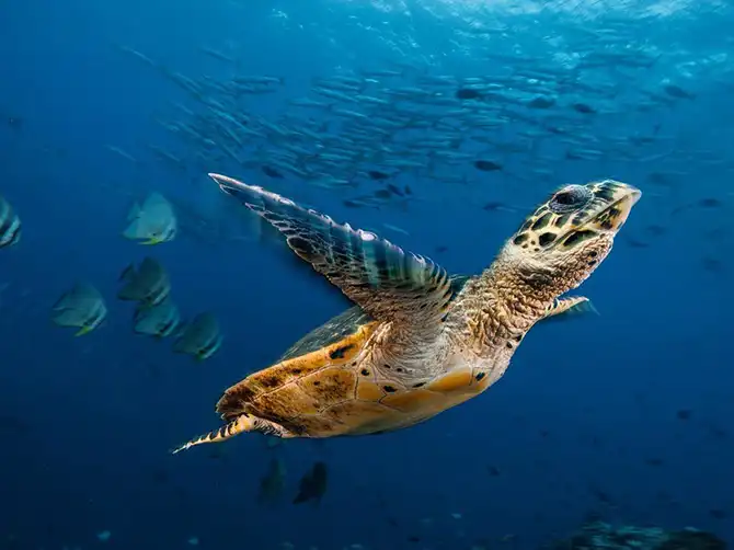 Лучшие фотографии National Geographic января 2014 года