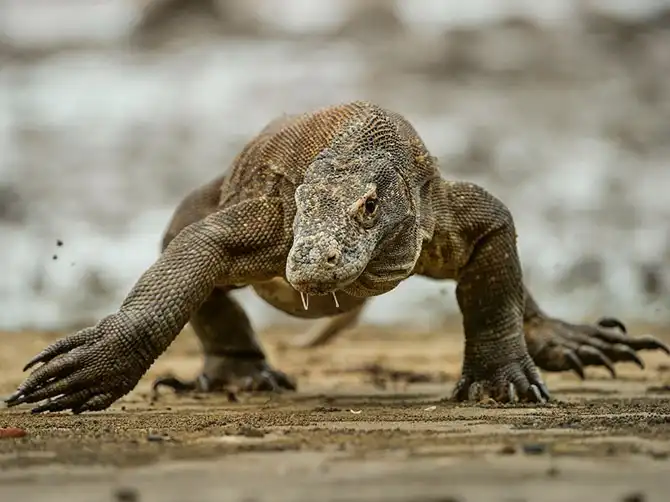 Лучшие фотографии National Geographic января 2014 года