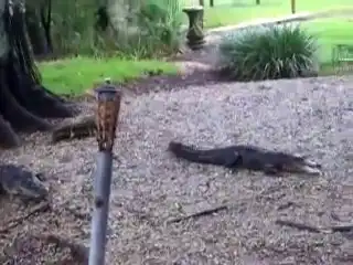 Кот против Крокодила