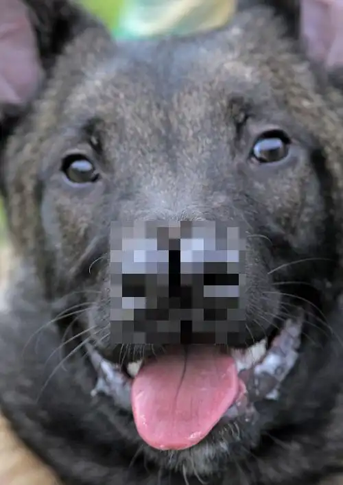 Необычная собака с двойным носом