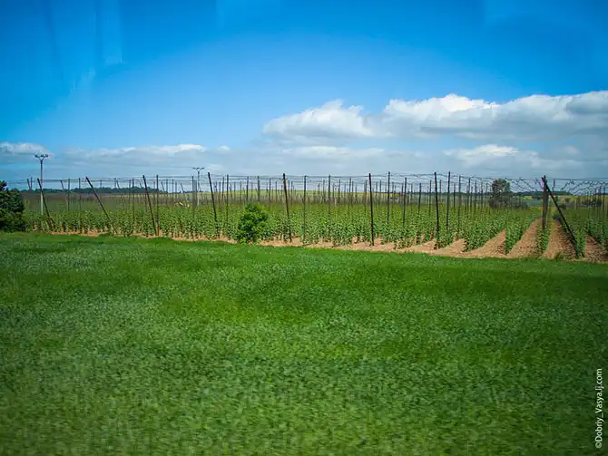 Как делают чешское пиво