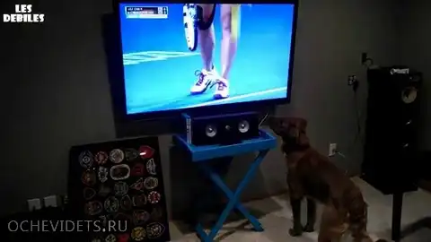 Собака любит смотреть теннис