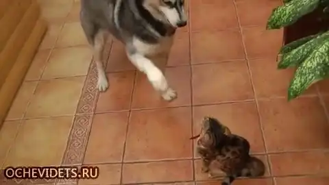 Хаски знакомится с кошкой