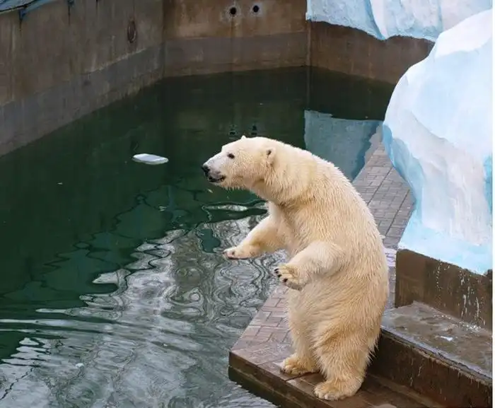 В Новосибирском зоопарке родился медвежонок