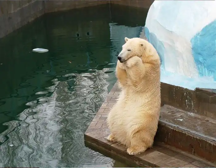 В Новосибирском зоопарке родился медвежонок