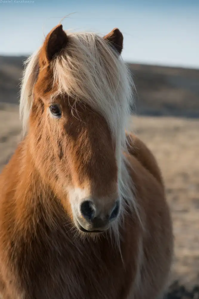 Знакомство с исландскими лошадками