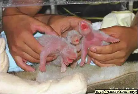 Новорожденные жывотные :)