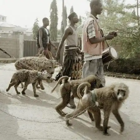 Домашние животные жителей Нигерии