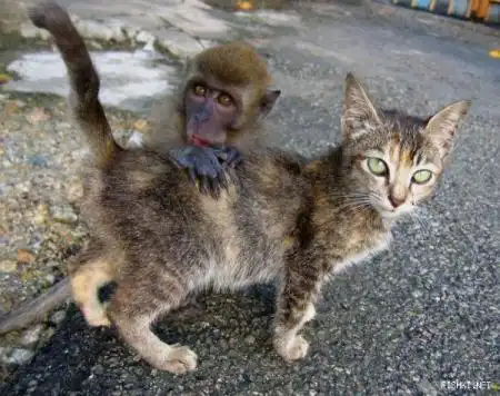 Котенок и обезьянка дружат. Живут в Малайзии