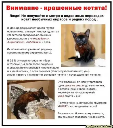 Не покупайте крашенных котят ((