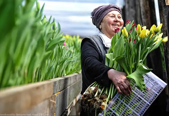 Как выращивают тюльпаны в пригороде Владивостока