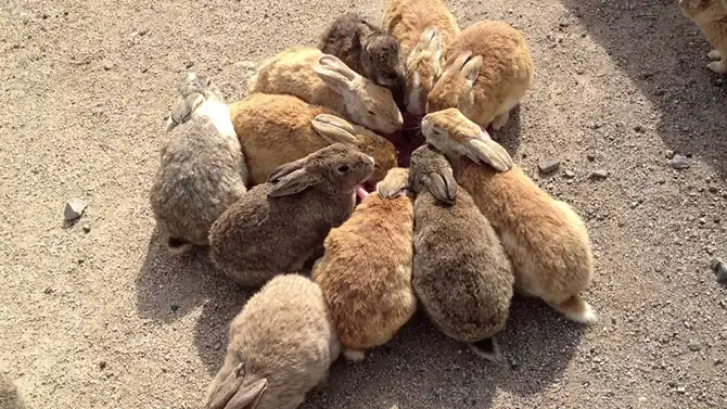 Путешествие на Острова кроликов в Японии