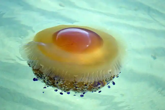 Самые красивые медузы в мире
