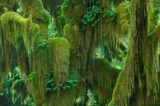 Соляночка =З