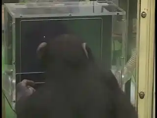 Умная Обезьянка