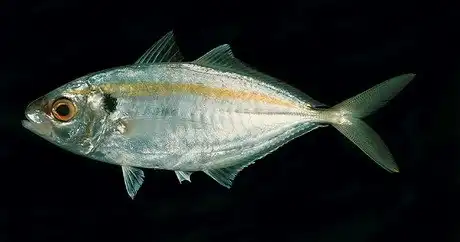 Желтый полосатик