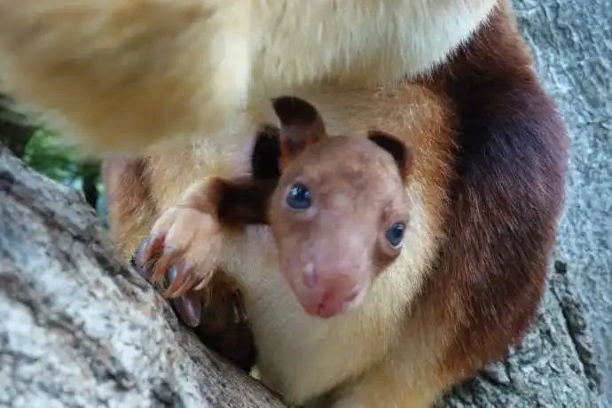 Детеныш древесного кенгуру из зоопарка Таронга