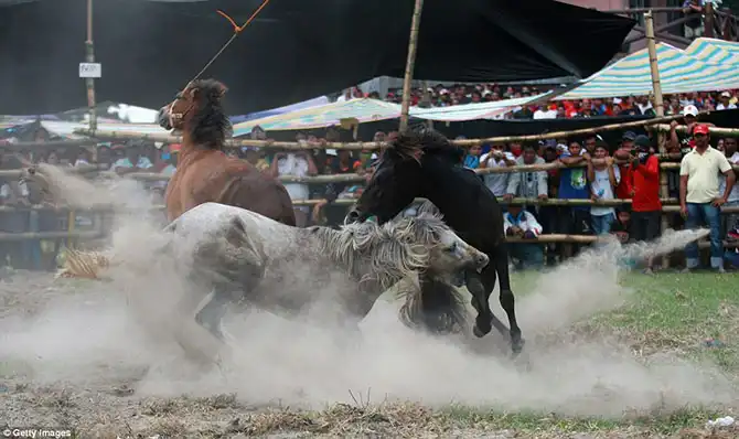 Запрещенные лошадиные бои