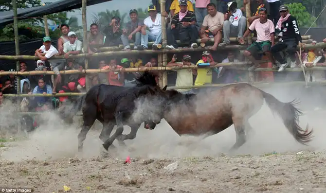 Запрещенные лошадиные бои