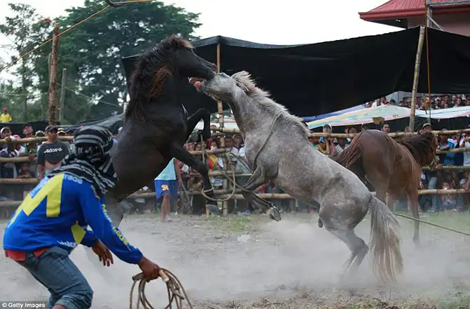 Запрещенные лошадиные бои