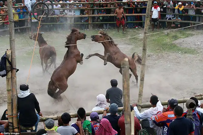Запрещенные лошадиные бои