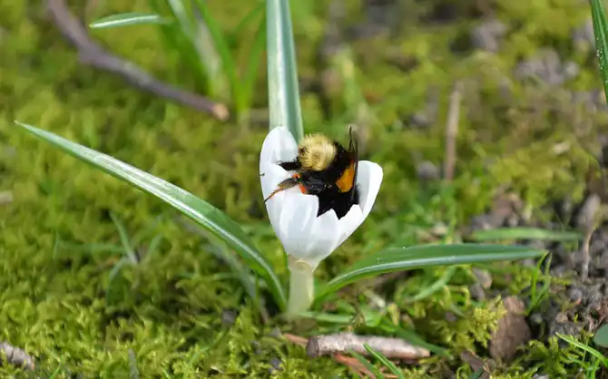 Первые весенние дни