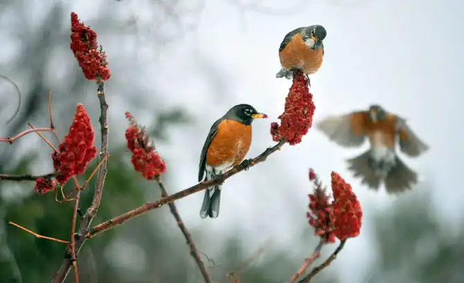 Первые весенние дни