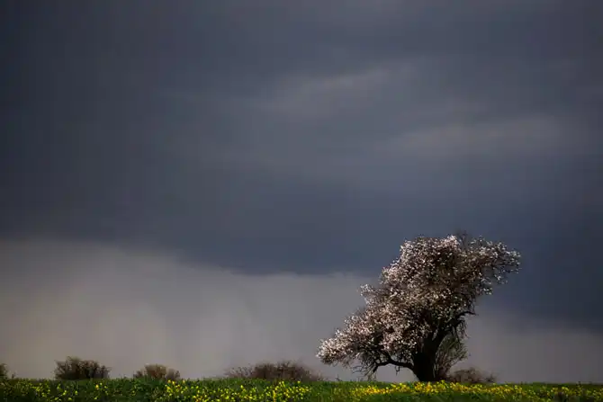 Первые весенние дни