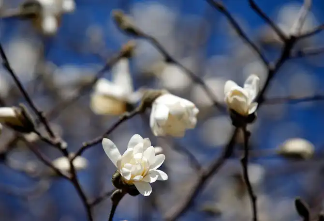 Первые весенние дни