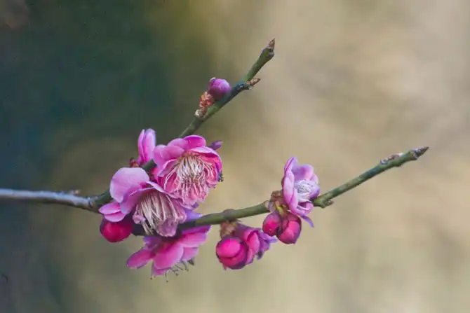 Первые весенние дни