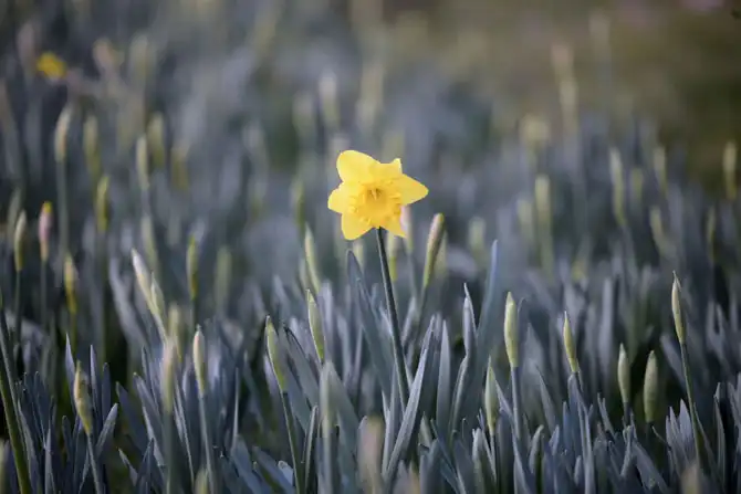 Первые весенние дни