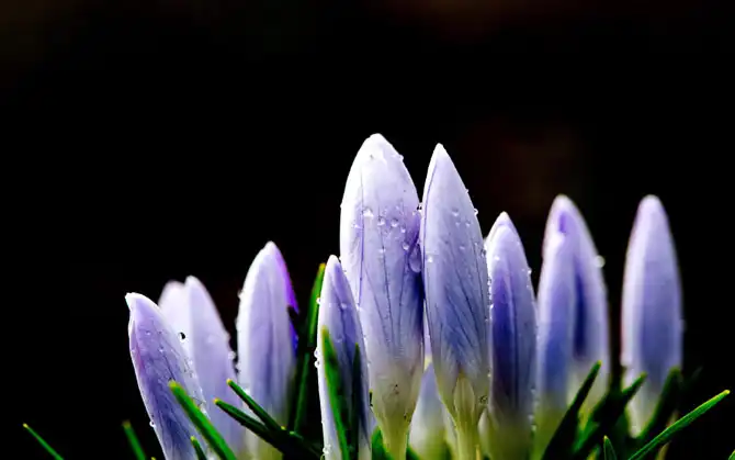 Первые весенние дни