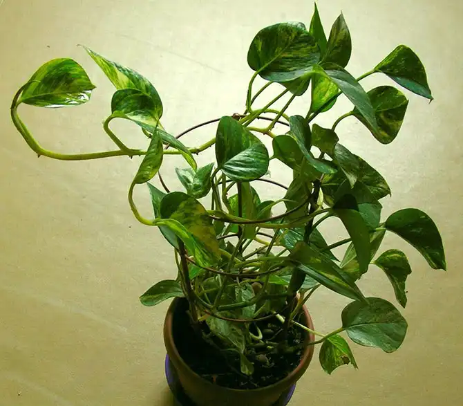 Комнатные растения, очищающие воздух