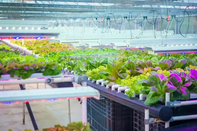 Охота за Северным сиянием в Фэрбенкс на Аляске